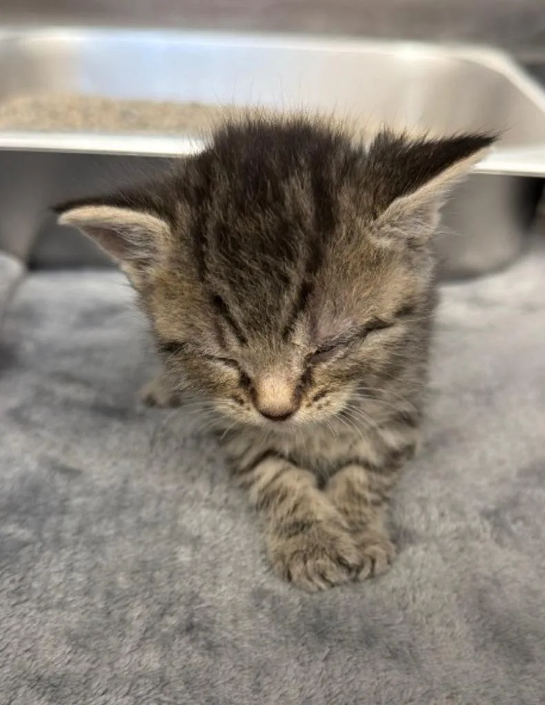 A baby small-sized female Domestic Short Hair cat named Vanderquack for adoption in Hartsville, SC