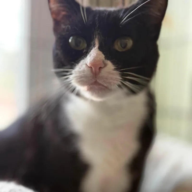 An adult medium-sized female Black & White / Tuxedo Tuxedo cat named Julie for adoption in Huntington, NY