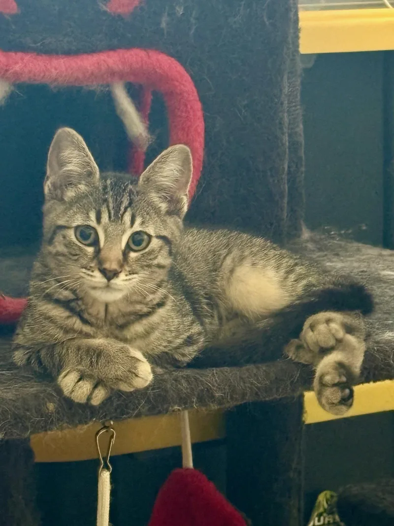 A young medium-sized female Domestic Short Hair cat named Tadpole for adoption in Longwood, FL