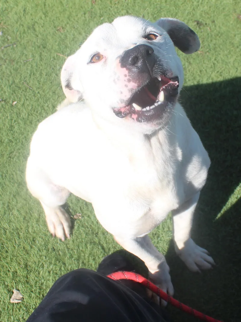 An adult medium-sized male American Staffordshire Terrier dog named Milo for adoption in Wasco, CA