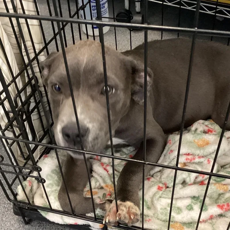 A baby small-sized female Gray / Blue / Silver Pit Bull Terrier dog named Alani for adoption in Montgomery, AL