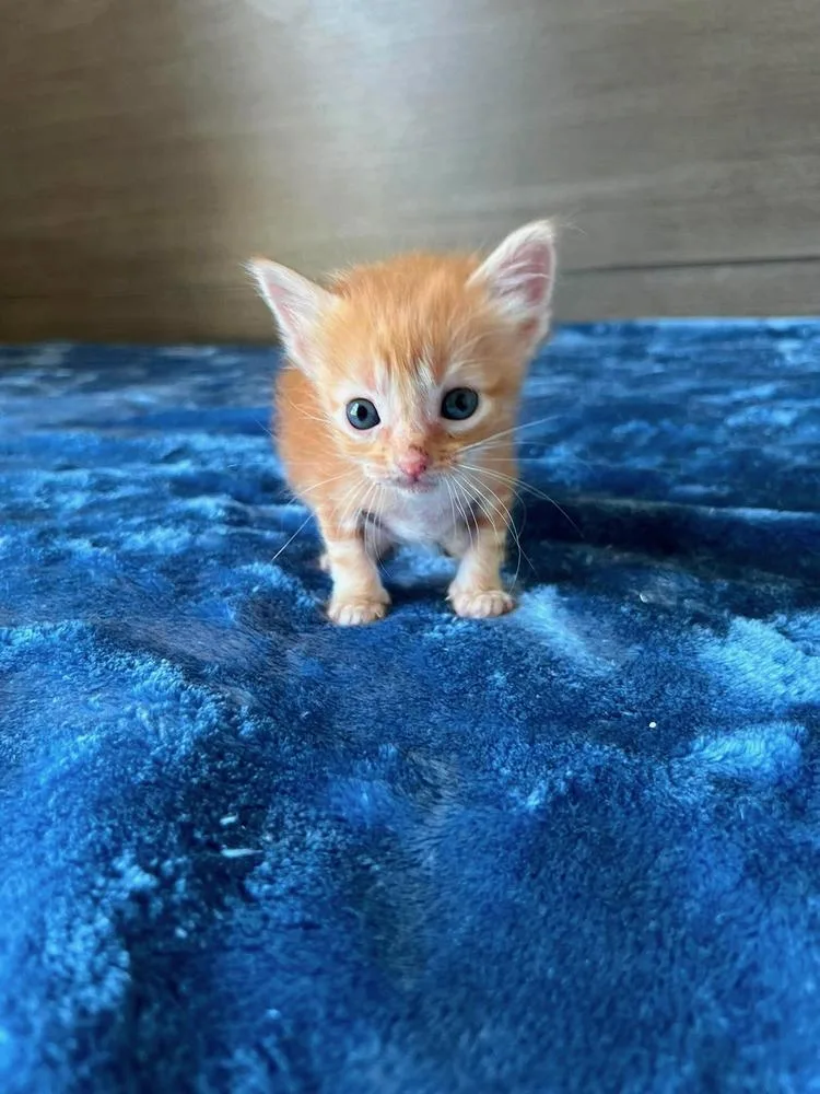 A baby small-sized male Tabby (Orange / Red) Tabby cat named Yoda for adoption in TULSA, OK