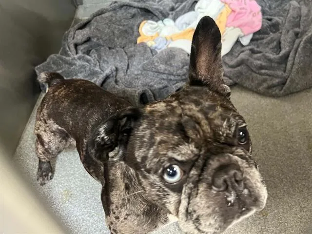 An adult small-sized male French Bulldog dog named Dapple for adoption in Tustin, CA