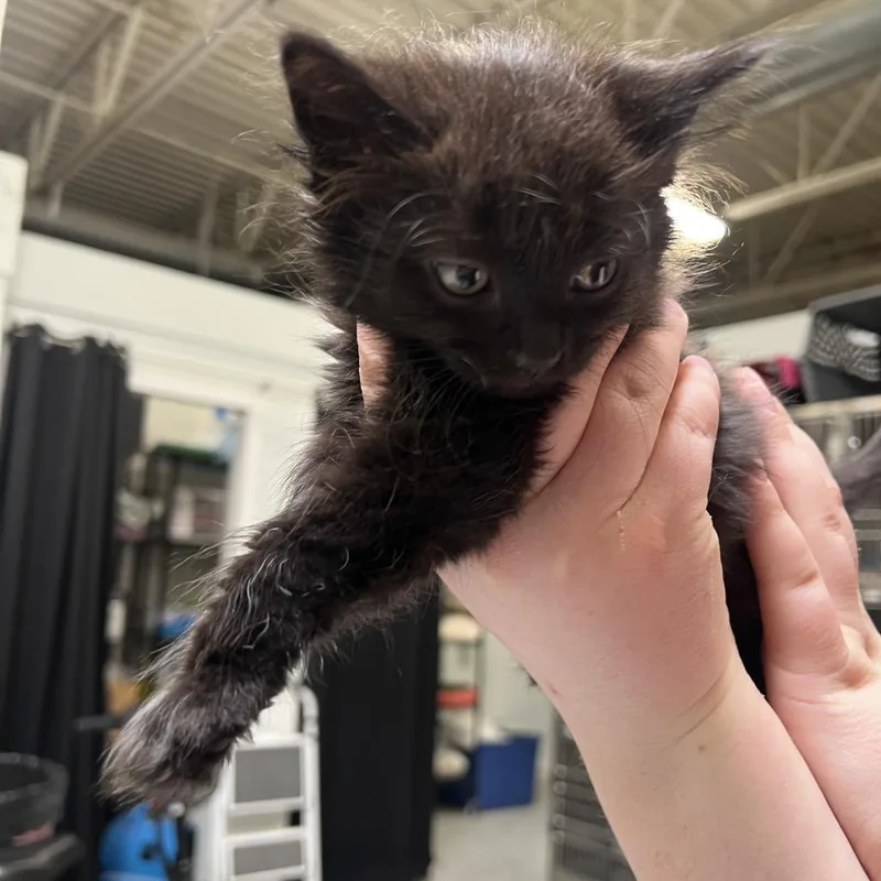 A baby small-sized male Black Domestic Medium Hair cat named Olive for adoption in Mentor, OH