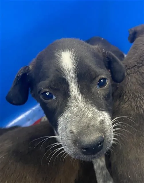 A baby large-sized male Mixed Breed dog named Ben for adoption in Dallas, TX