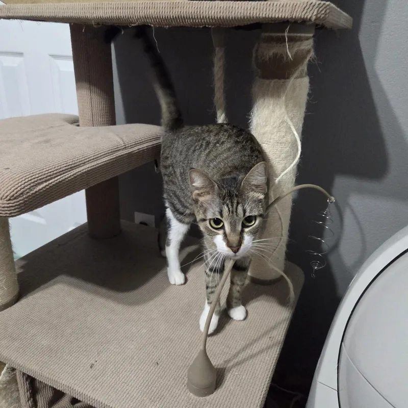 A young medium-sized female Tabby (Brown / Chocolate) Domestic Short Hair cat named Henrietta for adoption in Loveland, CO