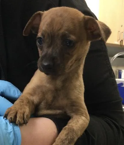 A baby small-sized female Chihuahua dog named Jan for adoption in Riverside, CA