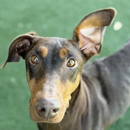 An adult large-sized female Doberman Pinscher dog named Retsuko for adoption in Sacramento, CA