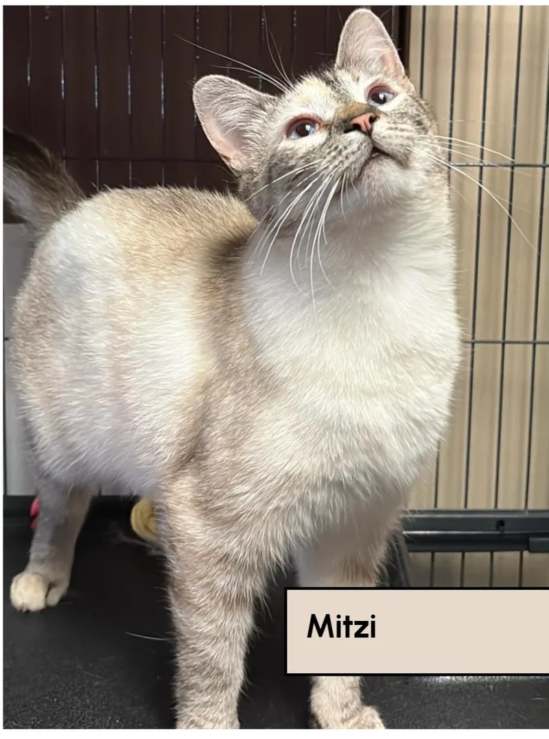 Mitzi