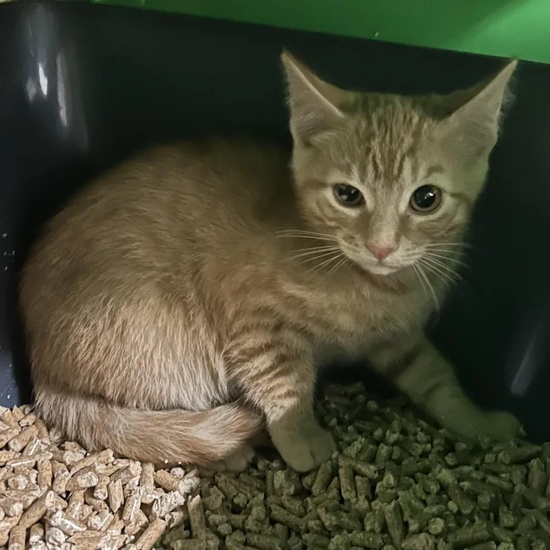A baby small-sized male Orange / Red Domestic Short Hair cat named Mike for adoption in Point Richmond, CA