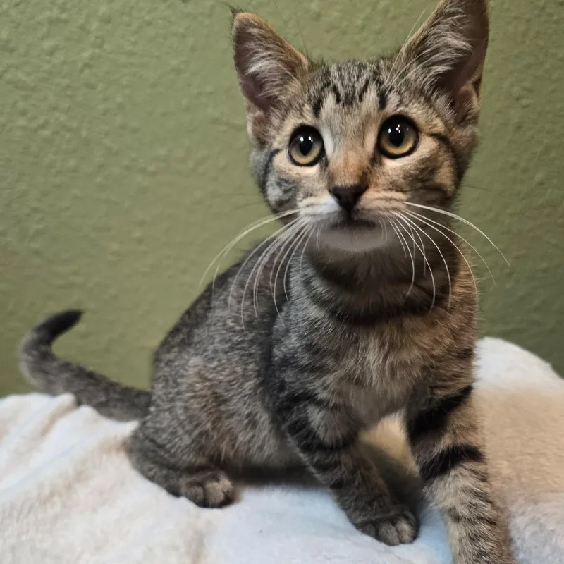 A baby medium-sized female Tabby (Brown / Chocolate) Domestic Short Hair cat named Itty for adoption in Fresno, CA
