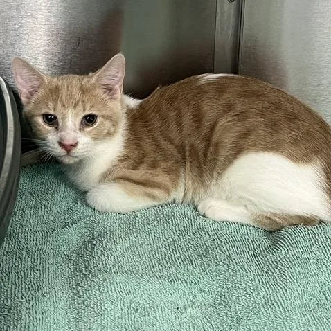 A baby small-sized male Orange / Red Domestic Short Hair cat named Collins for adoption in Lake Panasoffkee, FL