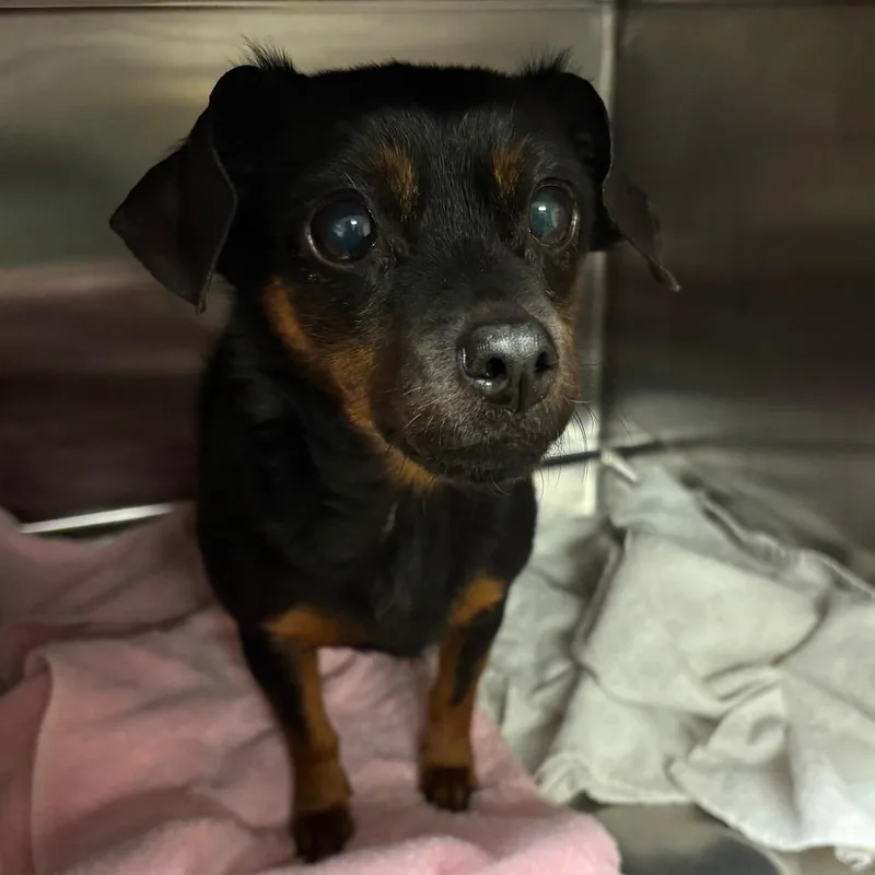 A senior small-sized female Chihuahua dog named Annabelle for adoption in Ottawa, KS