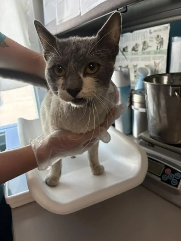 An adult small-sized male Domestic Short Hair cat named Boris for adoption in Salt Lake City, UT