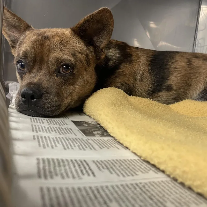 A young small-sized male Brown / Chocolate French Bulldog dog named Tiger for adoption in Long Beach, CA