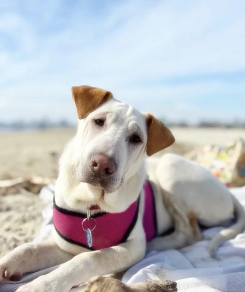 A young medium-sized female Labrador Retriever dog named Ariel for adoption in Pasadena, CA