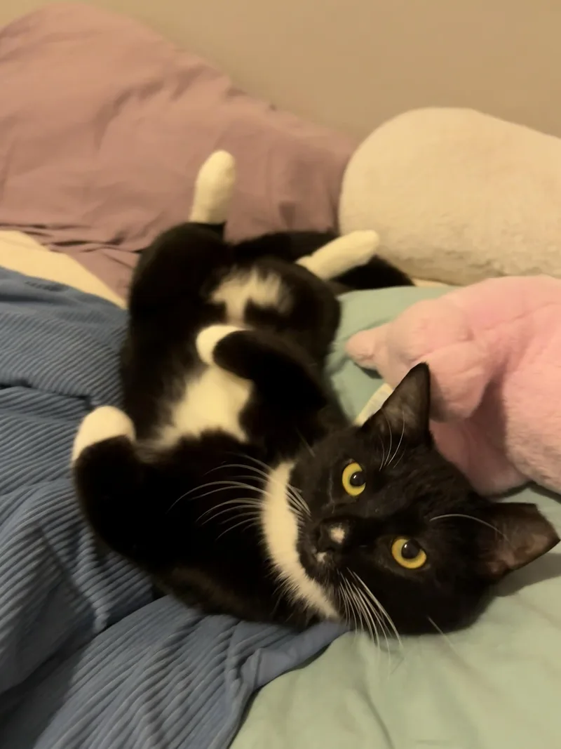 A young large-sized male Black & White / Tuxedo Domestic Short Hair cat named Furlough for adoption in Seattle, WA