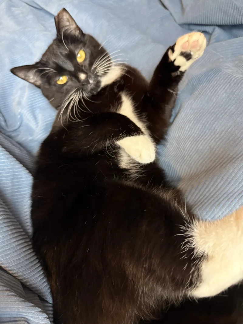 Furlough thumbnail 4