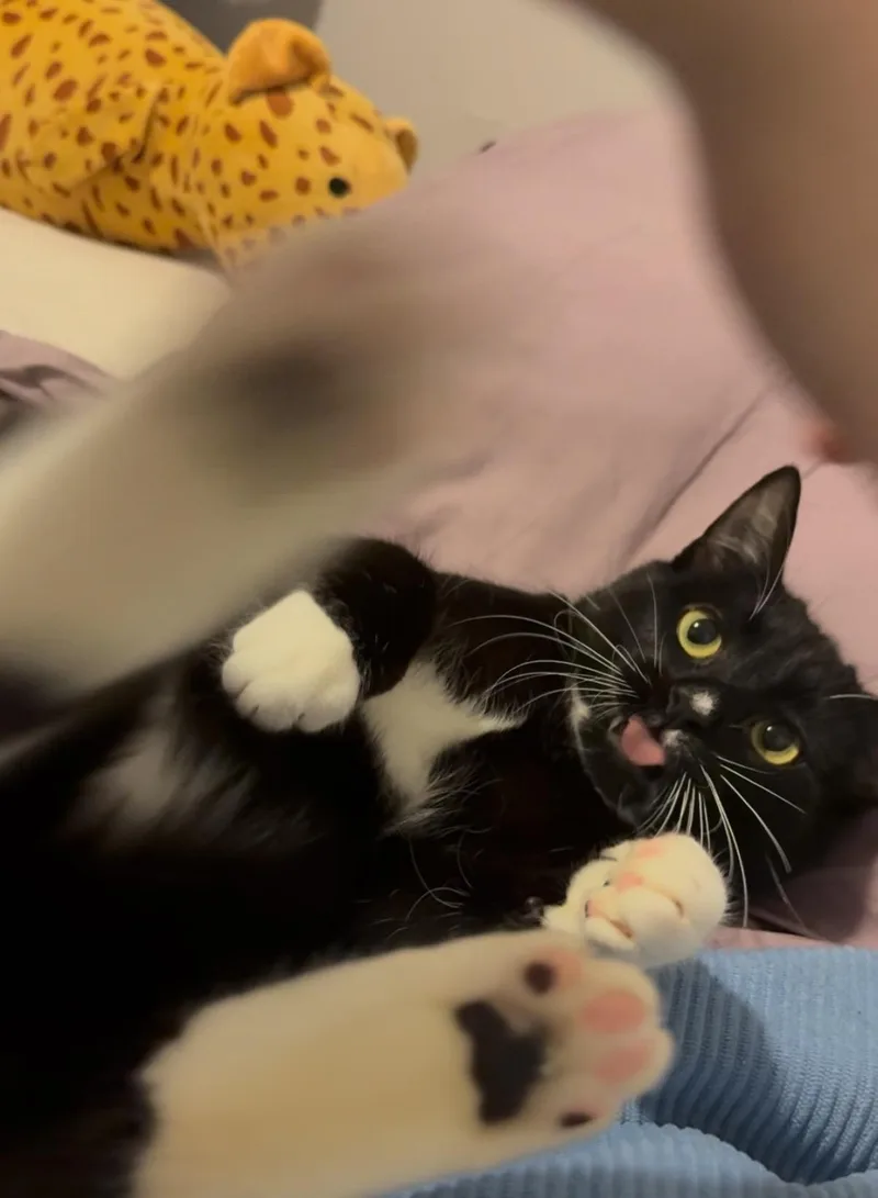 Furlough thumbnail 5