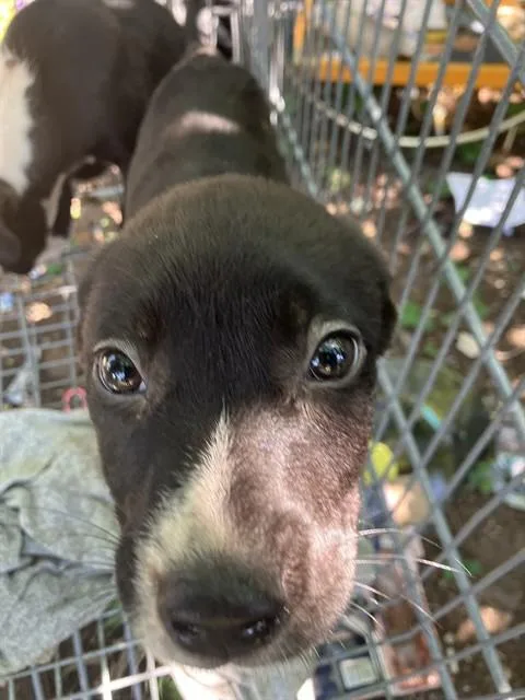 A baby small-sized male Mixed Breed dog named Patrick for adoption in Dallas, TX