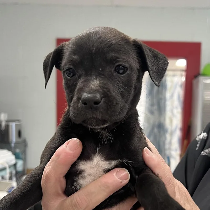 A baby small-sized female Rat Terrier dog named Ferrari for adoption in East Saint Louis, IL