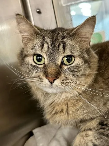 An adult medium-sized female Brown / Chocolate Domestic Medium Hair cat named Goombus for adoption in Wichita, KS