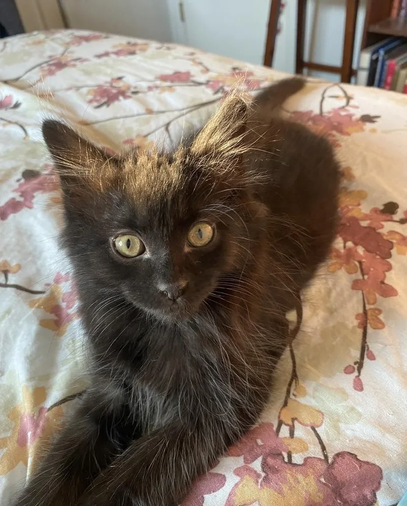 A baby small-sized male Black Domestic Medium Hair cat named Sailor for adoption in Mishawaka, IN