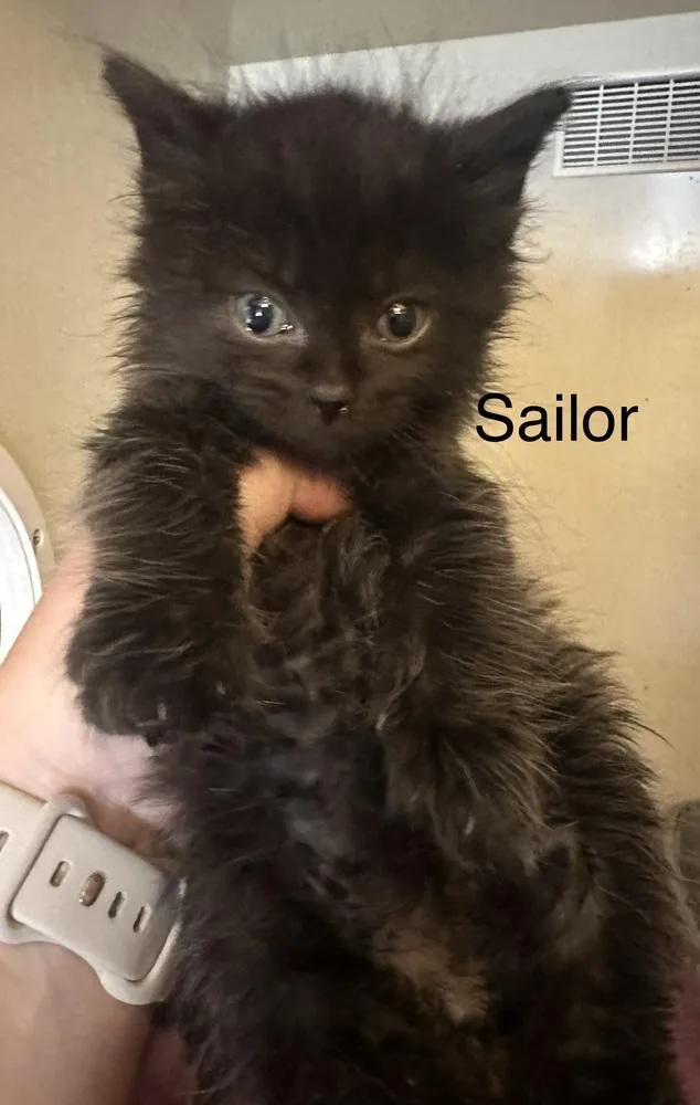Sailor thumbnail 6