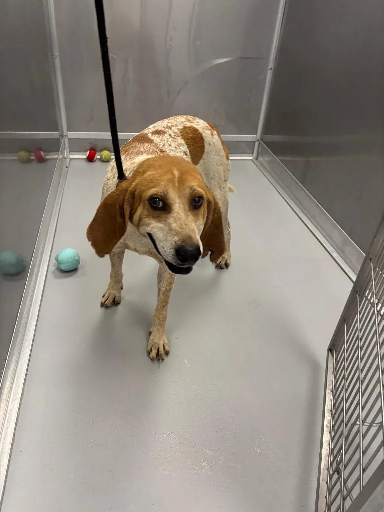 An adult large-sized male Mixed Breed dog named Babe for adoption in Oxford, NC