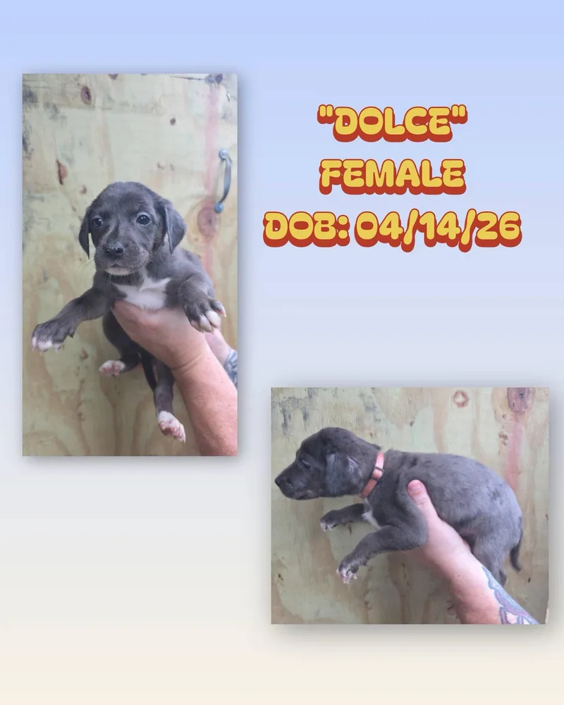 A baby medium-sized female Gray / Blue / Silver Catahoula Leopard Dog dog named Dolce for adoption in Baker, LA