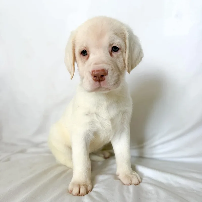 A baby extra large-sized female White / Cream Mastiff dog named Rory for adoption in Bullard, TX