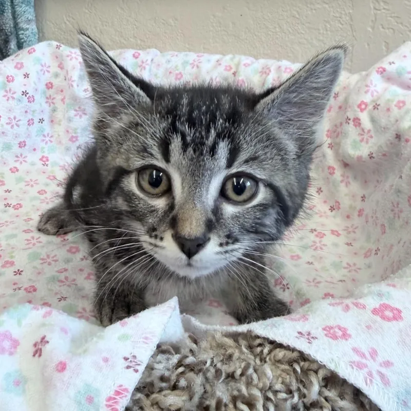 A baby small-sized male Brown / Chocolate Domestic Short Hair cat named Sharky for adoption in Medford, OR