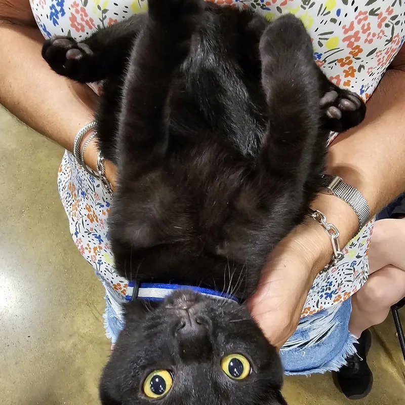 A baby small-sized male Domestic Short Hair cat named Scotty for adoption in Fairfax, VA