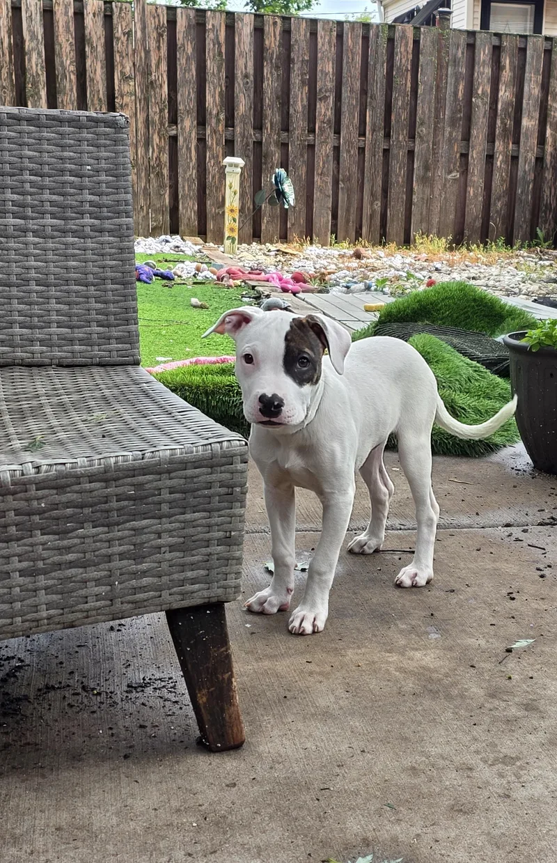 A baby medium-sized female White / Cream Pit Bull Terrier dog named Strudel for adoption in Niles, IL