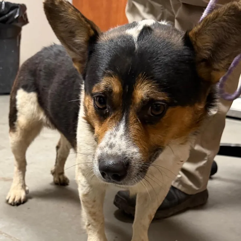 An adult medium-sized male Black Cardigan Welsh Corgi dog named Vinny for adoption in Yuma, AZ