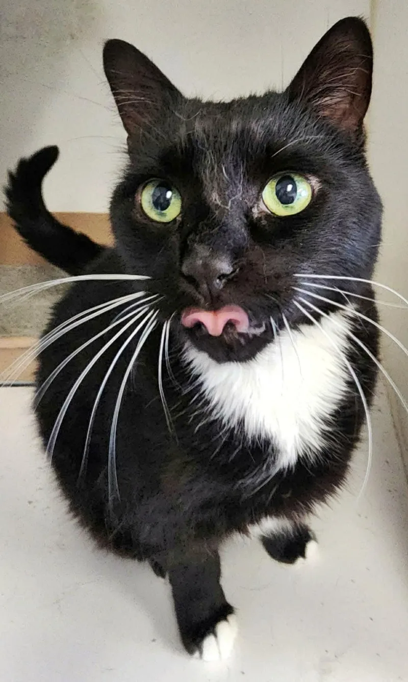 An adult large-sized female Domestic Short Hair cat named Sophie for adoption in Gettysburg, PA