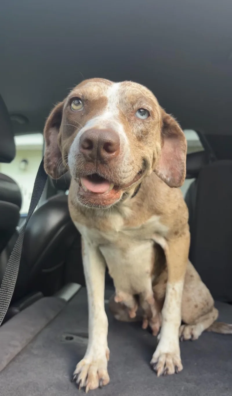 An adult medium-sized female Catahoula Leopard Dog dog named Bowie for adoption in Lorida, FL