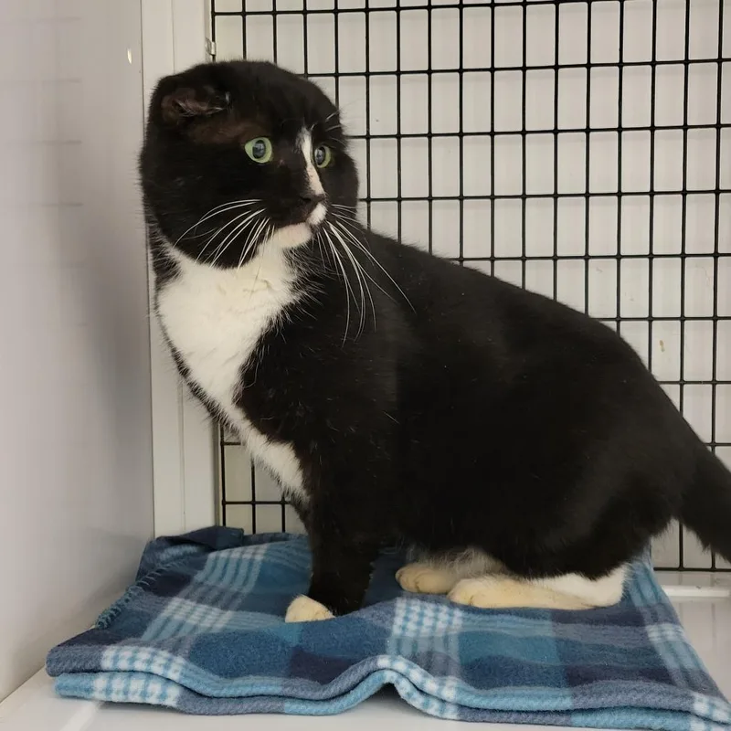 An adult extra large-sized male Domestic Short Hair cat named Nubby for adoption in New York, NY
