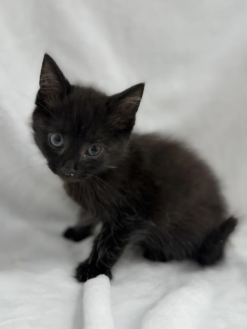 A baby medium-sized male Black Domestic Long Hair cat named Otto for adoption in Greensboro, NC