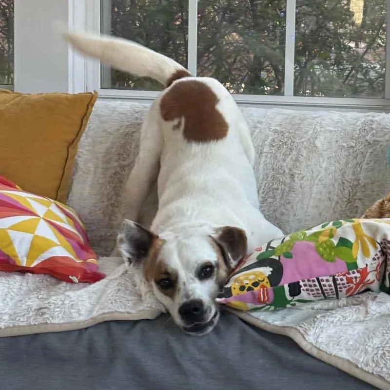An adult medium-sized male White / Cream Jack Russell Terrier dog named Opie for adoption in Cordova, TN