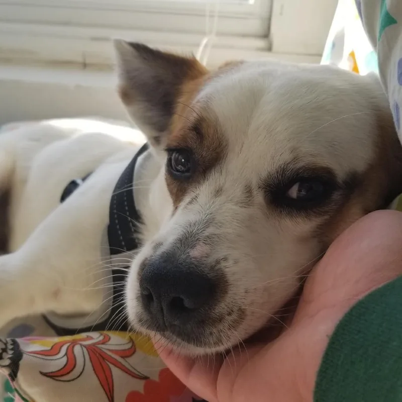 Opie thumbnail 4