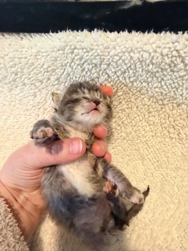 A baby medium-sized male Domestic Short Hair cat named Lucky for adoption in Johnson City, TN