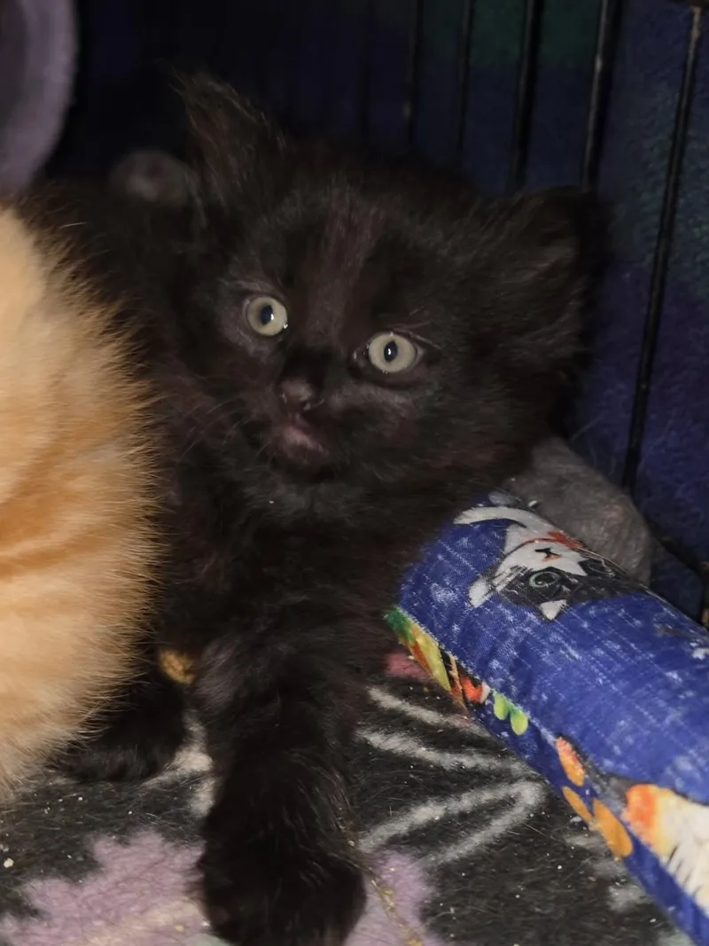 A baby medium-sized female Black Domestic Short Hair cat named The Peanuts Gang for adoption in Delmont, PA