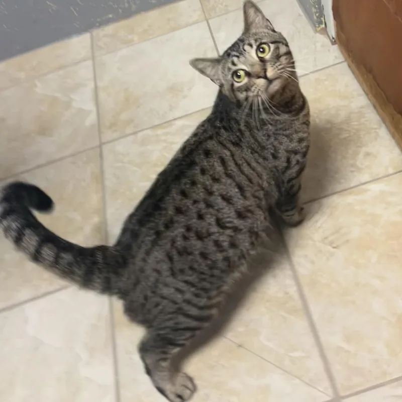 An adult medium-sized male Tabby (Brown / Chocolate) American Shorthair cat named Morris for adoption in Gainesville, TX