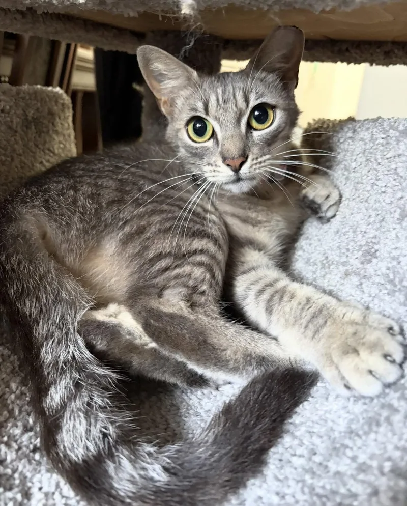 A young medium-sized female Gray / Blue / Silver Tabby cat named Scout for adoption in MONTGOMERY, TX