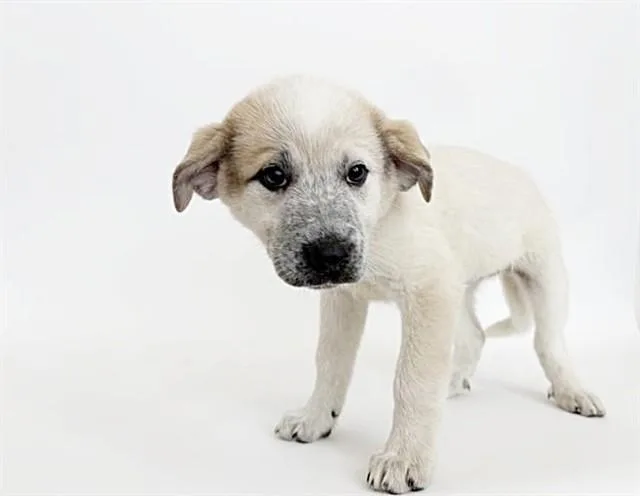 A baby small-sized female Terrier dog named Cucumber for adoption in Saint Louis, MO