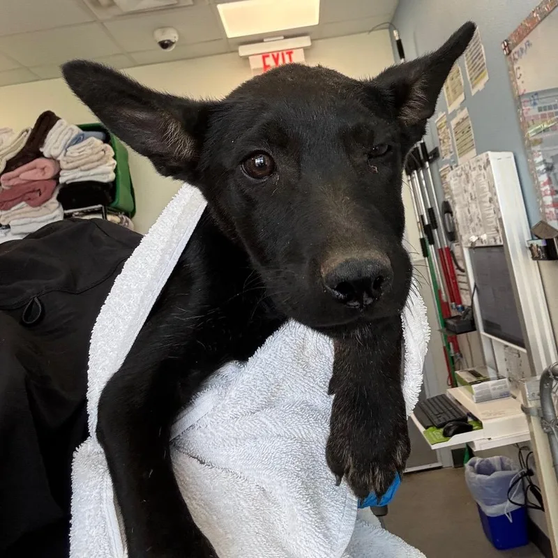 A baby small-sized male Black Mixed Breed dog named Aziz for adoption in Las Cruces, NM