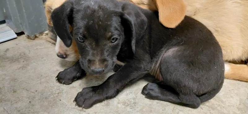 A baby small-sized male Mixed Breed dog named Pascal for adoption in Henderson, NC
