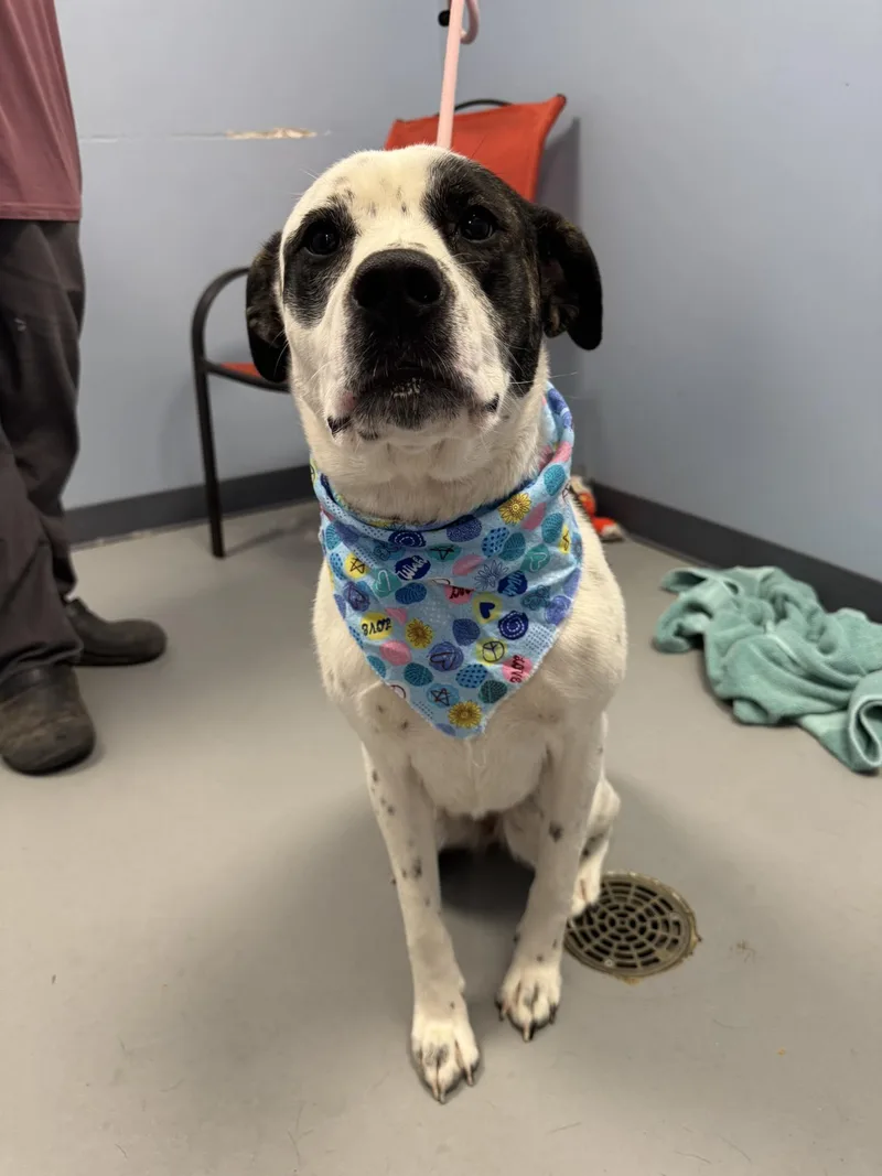A young medium-sized female Brindle Great Pyrenees dog named Chloe for adoption in Zanesville, OH