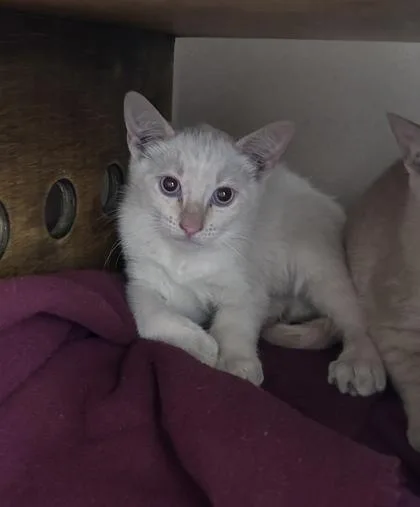 A baby small-sized male Domestic Short Hair cat named Fish Stick for adoption in Bellevue, WA
